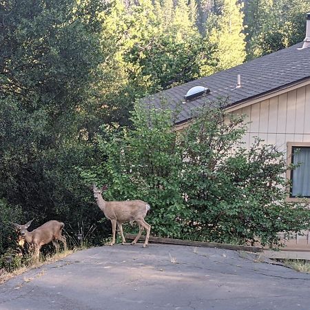 Yosemite Haven @ Pine Mountain Lake. Dog Friendly! Groveland Dış mekan fotoğraf