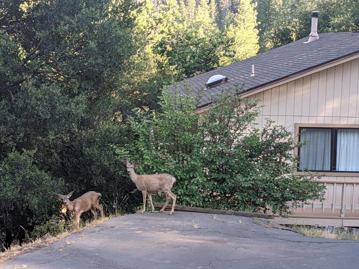 Yosemite Haven @ Pine Mountain Lake. Dog Friendly! Groveland Dış mekan fotoğraf